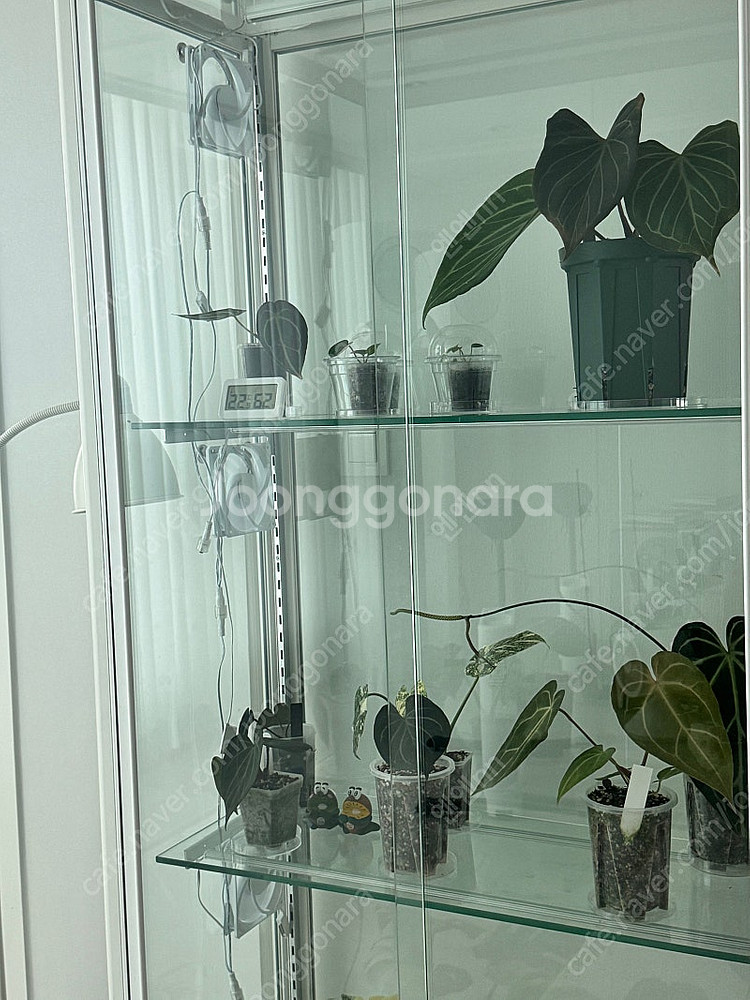 로렌스 식물 온실장 판매 (식물등,쿨링팬 포함)--1